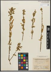Foto von Salix triandra subsp. triandra L.
